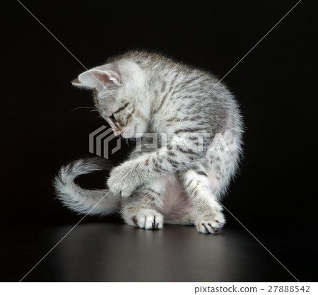 Cute Egyptian Mau Little Kitten 27888542