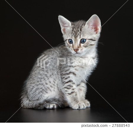 Cute Egyptian Mau Little Kitten 27888543