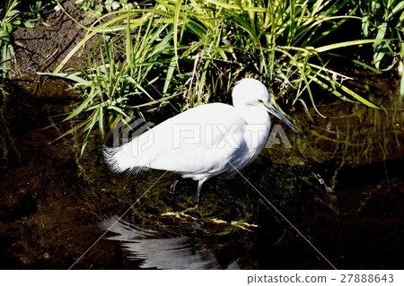 走在Sengawa河岸的淺水區的Konjiku 走在Sengawa河岸的淺水區的Konjiku 27888643