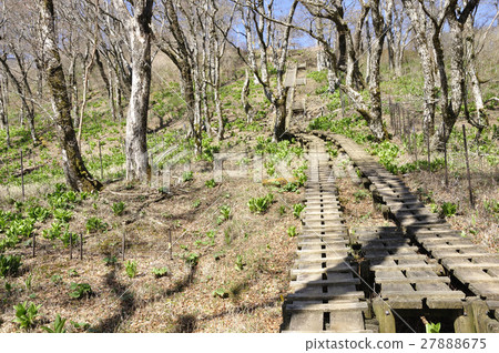 Tanzawa's tree road 27888675
