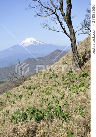 Mt. Fuji and Young Biwa young leaves 27888680