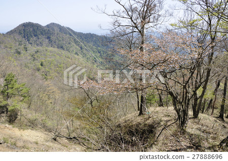 Sakura blooming fresh green mountains Sakura blooming fresh green mountains 27888696