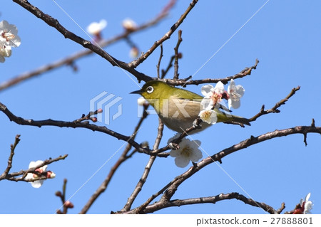 與Sengawa走道的Mejiro的白色李子 與Sengawa走道的Mejiro的白色李子 27888801