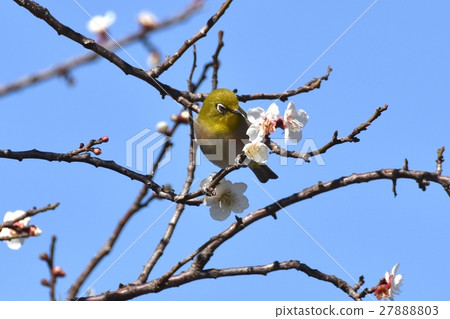 與Sengawa走道的Mejiro的白色李子 27888803