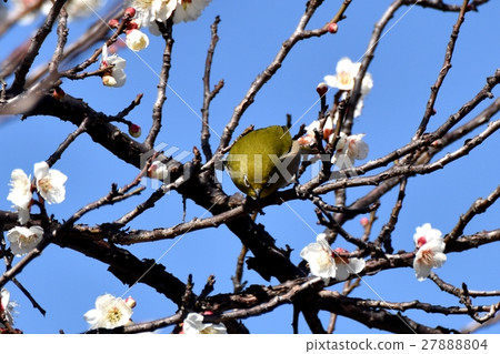 與Sengawa走道的Mejiro的白色李子 與Sengawa走道的Mejiro的白色李子 27888804