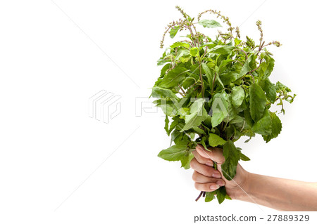 Hand holding holy basil on white background 27889329