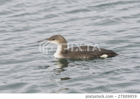 Ooham (Takeshi Ohno) Ooham (Takeshi Ohno) 27889959