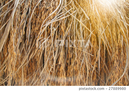 paddy rice field hang up with lighting flare paddy rice field hang up with lighting flare 27889980