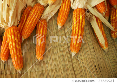 Dried corn on cobs on the woven straw 27889981