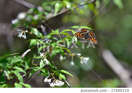 Saka Hachibichonbetsu with Mizuba butsuki 27890319