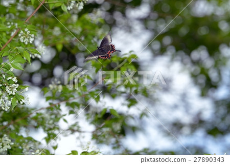Miyama karas Ageha (female) Visit Mitsuba-tougi. 27890343