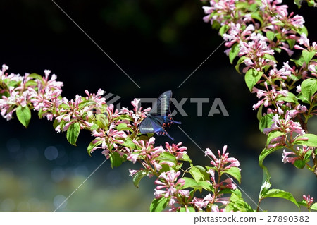 Miyama crows Ageha Female visit to Tanubutsugi in full bloom. Miyama crows Ageha Female visit to Tanubutsugi in full bloom. 27890382