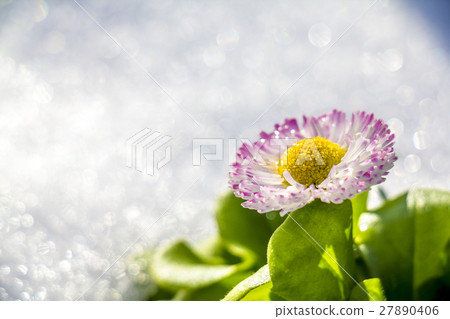 Flower Daisy 27890406
