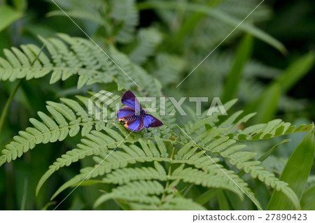 Winged wings of Madara Ruri Swallow male Winged wings of Madara Ruri Swallow male 27890423