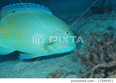 Cycle clavera 27890451