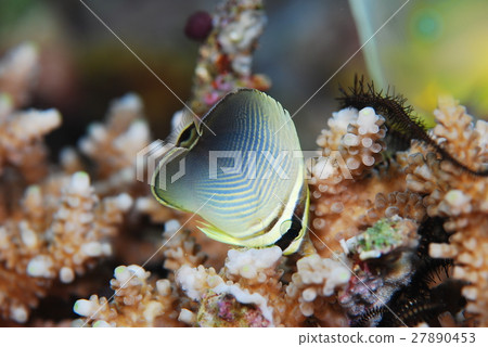 Mikado butterfly 27890453