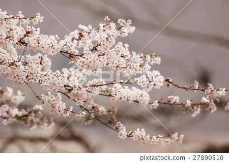 Shogawa cherry tree in full bloom 27890510