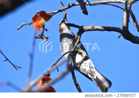 Persimmon fruit and brown eyed cherry tree of a wild bird Mitaka Sengawa adjacent park in Tokyo Mitaka 27890557