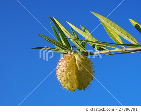 Fusen towata (balloons cotton) · empty bag 27890791