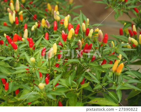Tipsy (Capsicum) Tipsy (Capsicum) 27890822