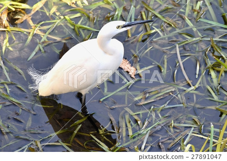 Sengawa淺的東京三鷹Kosaki的野生鳥 Sengawa淺的東京三鷹Kosaki的野生鳥 27891047