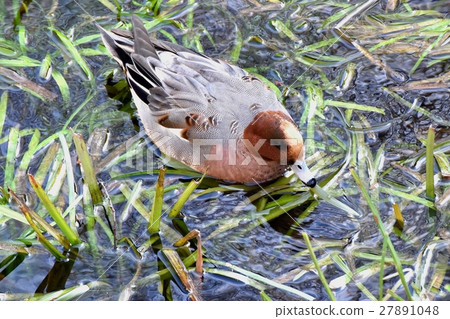 東京三鷹Hidrigamo鳥在Sengawa淺灘漂浮 27891048