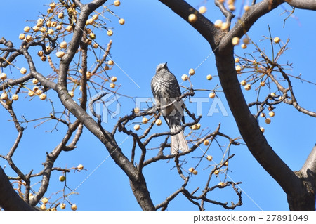 棕色有耳的棕熊堅持在公園的sundan樹在東京三鷹的野生鳥Senkawa附近 27891049