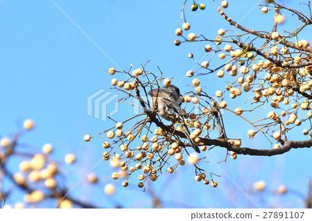 棕色耳bul在東京三鷹的野鳥Senkawa附近的公園裡舉行Sendan的果實 27891107