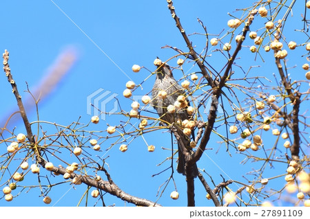 棕色耳bul在東京三鷹的野鳥Senkawa附近的公園裡舉行Sendan的果實 棕色耳bul在東京三鷹的野鳥Senkawa附近的公園裡舉行Sendan的果實 27891109