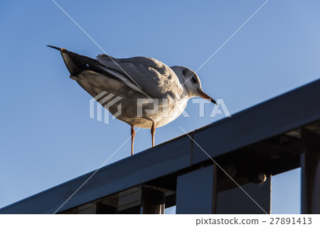Seagull taking a morning sun Seagull taking a morning sun 27891413
