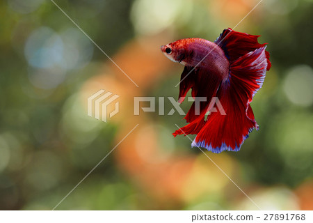 Siamese fighting fish background Siamese fighting fish background 27891768