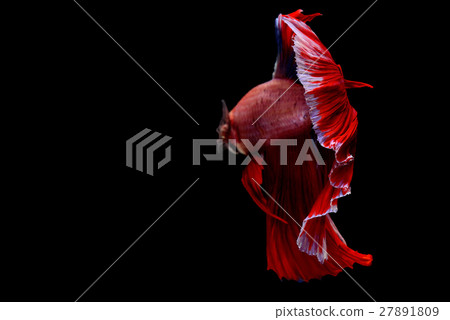 Siamese fighting fish background 27891809