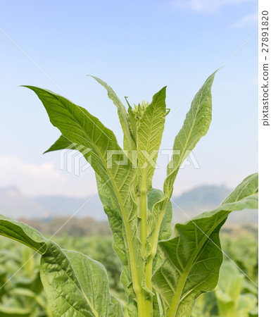 Close up Nicotiana tabacum Close up Nicotiana tabacum 27891820