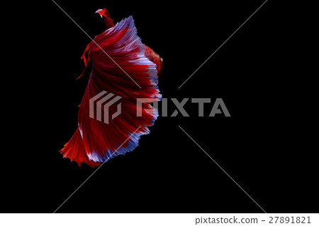 Siamese fighting fish background 27891821
