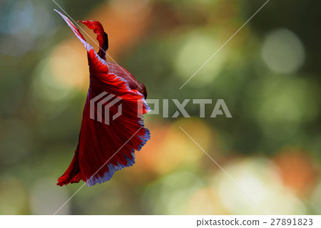 Siamese fighting fish background Siamese fighting fish background 27891823