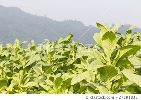 Field Nicotiana tabacum Field Nicotiana tabacum 27891833