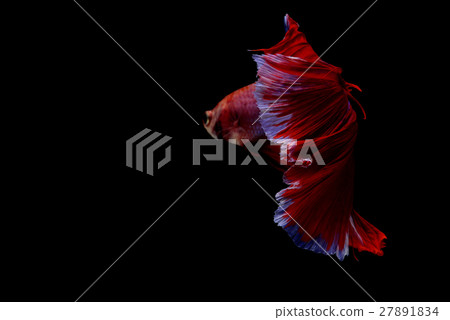 Siamese fighting fish background 27891834