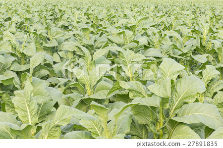 Field of Nicotiana tabacum Field of Nicotiana tabacum 27891835