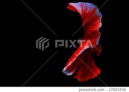 Siamese fighting fish background Siamese fighting fish background 27891836