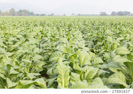 Field of Nicotiana tabacum Field of Nicotiana tabacum 27891837