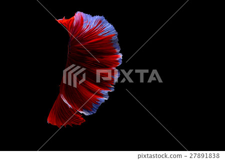 Siamese fighting fish background 27891838
