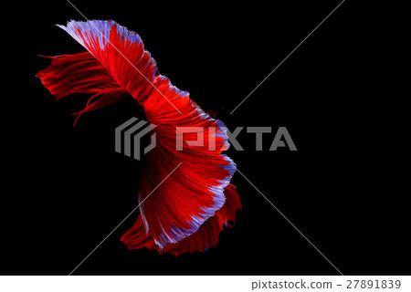Siamese fighting fish background Siamese fighting fish background 27891839