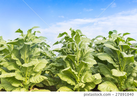 Field of Nicotiana tabacum Field of Nicotiana tabacum 27891840