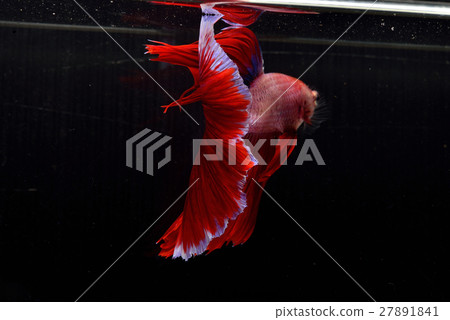 Siamese fighting fish background Siamese fighting fish background 27891841