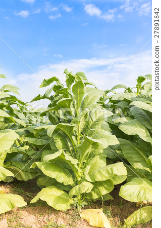 Field of Nicotiana tabacum Field of Nicotiana tabacum 27891842