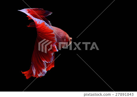 Siamese fighting fish background Siamese fighting fish background 27891843