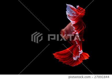 Siamese fighting fish background 27891844