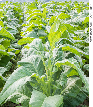 Field of Nicotiana tabacum Field of Nicotiana tabacum 27891845