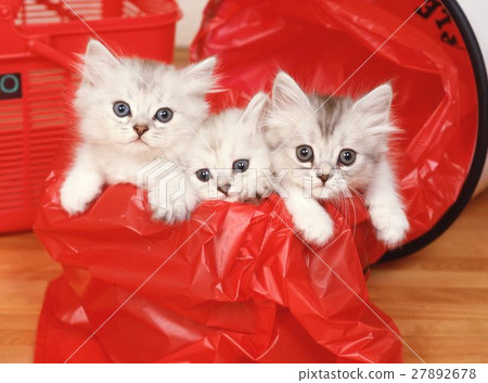 Cute kittens Cute kittens 27892678