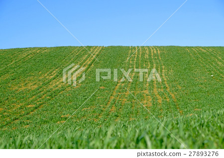 panoramic view of nice green hill on blue sky panoramic view of nice green hill on blue sky 27893276